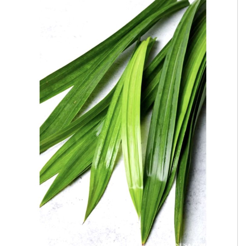 

DAUN PANDAN WANGI SEGAR 1 LEMBAR