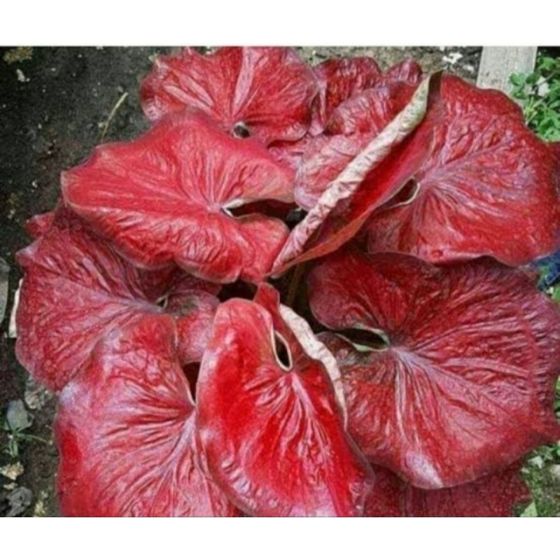 caladium red stardust