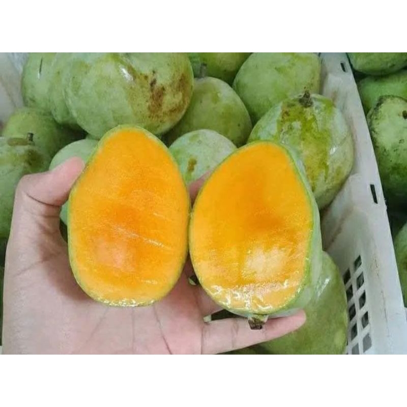 

buah mangga matang/mateng buat yang suka 1 kg