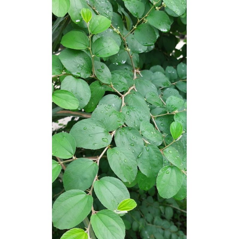 

Daun Bidara fress organik