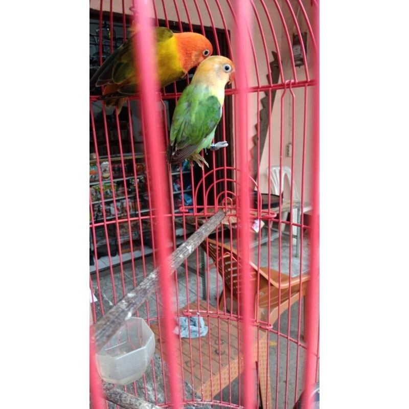 love Bird biola