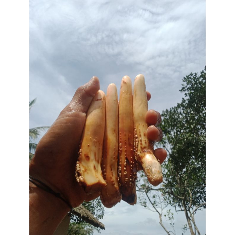 

AKAR PINANG MUDA isi 100gram / AKAR JAMBE MUDA /AKAR JAME / AKAR JEUG / AKAR BUAH PINANG MUDA