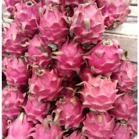 

buah naga merah 1kg