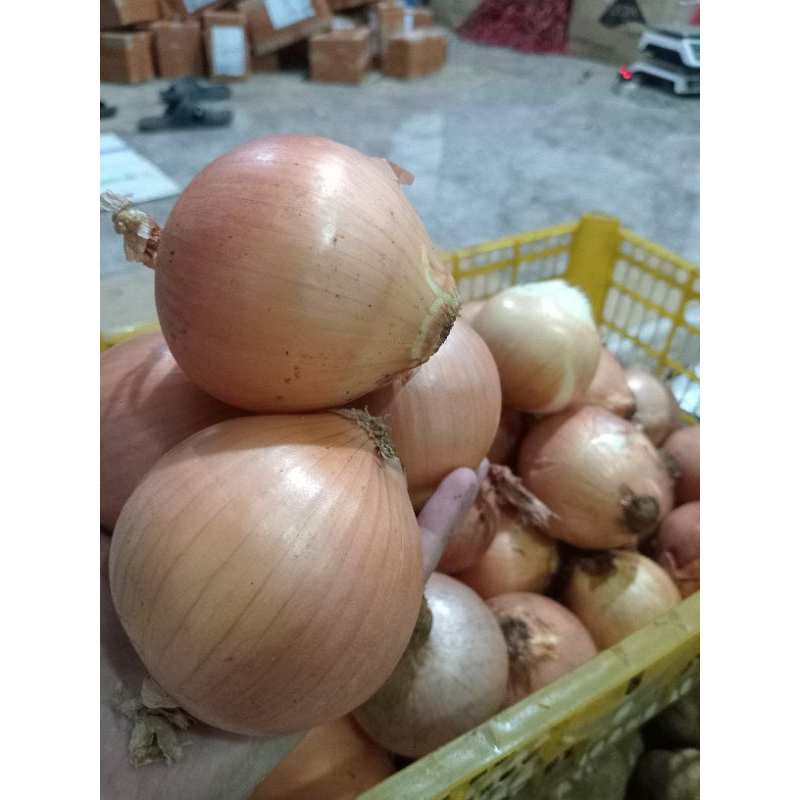 

Bawang Bombai import murah