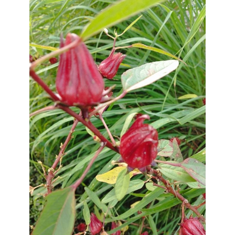 

bunga rosela segar 500gram