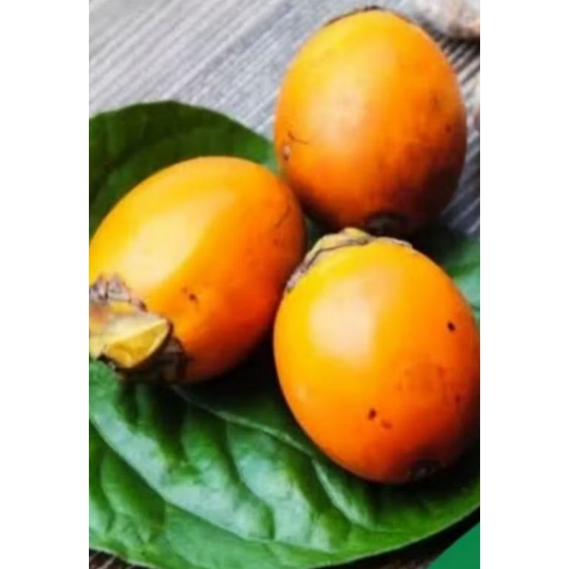 

Buah Pinang Tua / Jambe / Jebug 1 kg