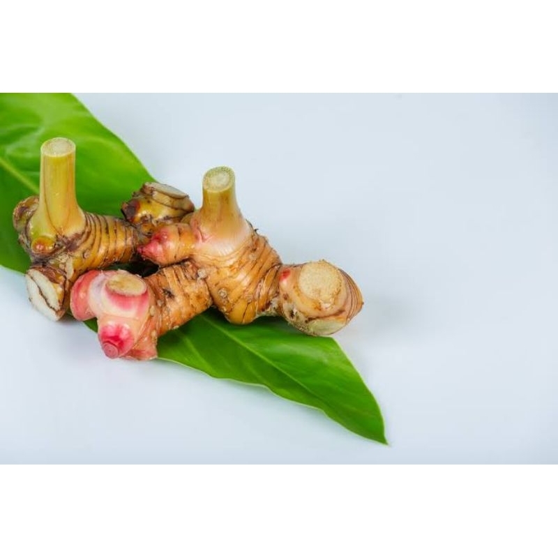 

Lengkuas/bumbu dapur