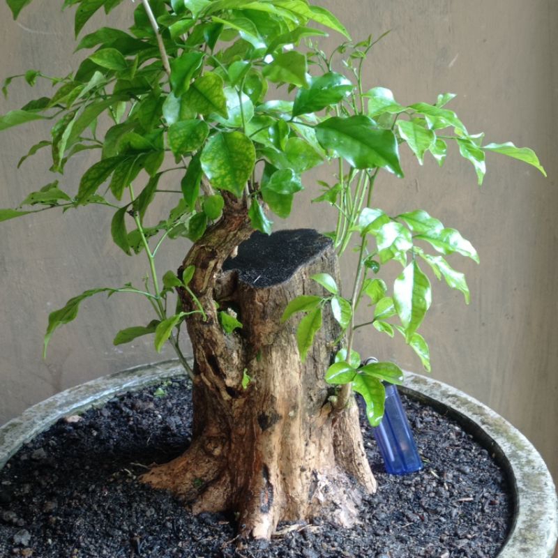 bahan bonsai kemuning lokal realpic
