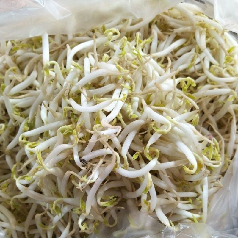 

toge kecil