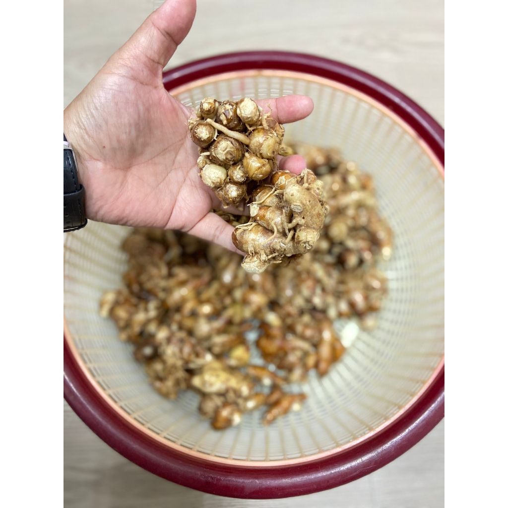 

Kencur Tua Super Organik - Agritanic Farm (500gr)