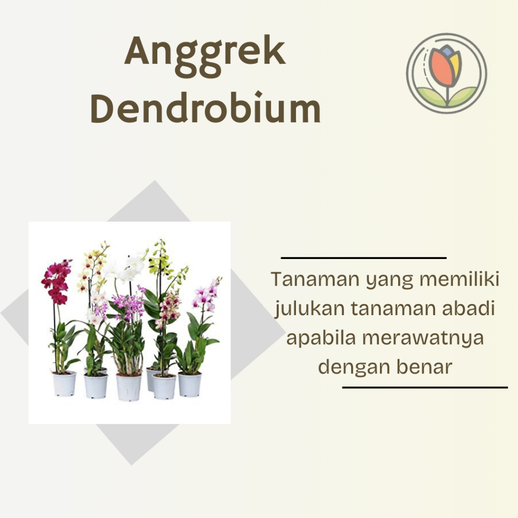 Anggrek Dendrobium Besar