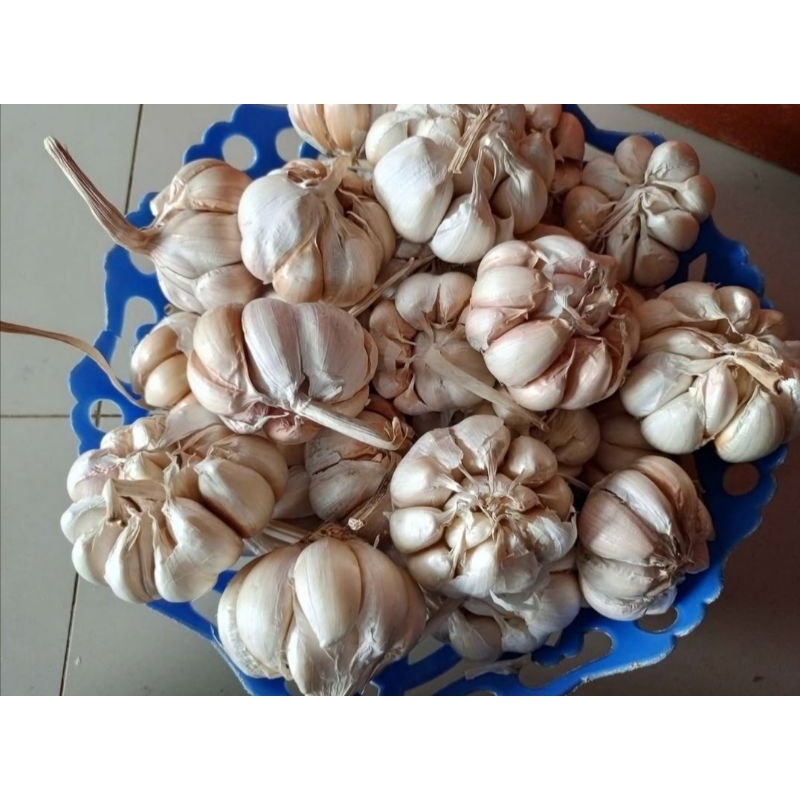 

Bawang putih fresh