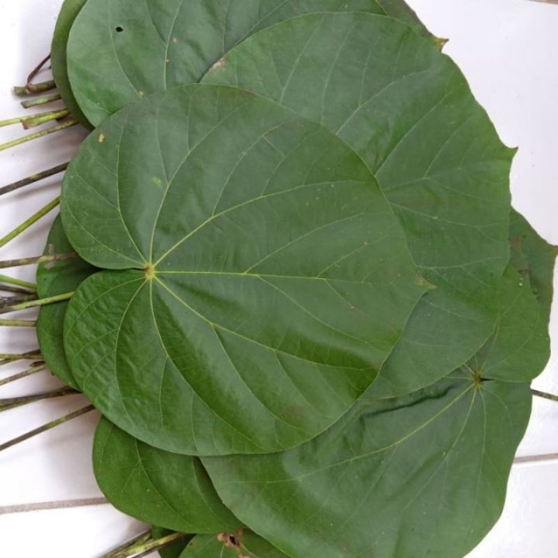 

Daun waru per 500 grm