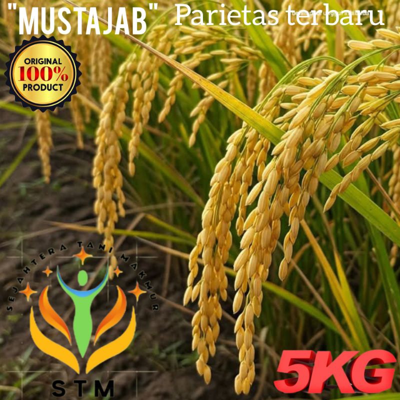 Benih Padi MUSTAJAB Kualitas Super Unggul Kemasan 5Kg
