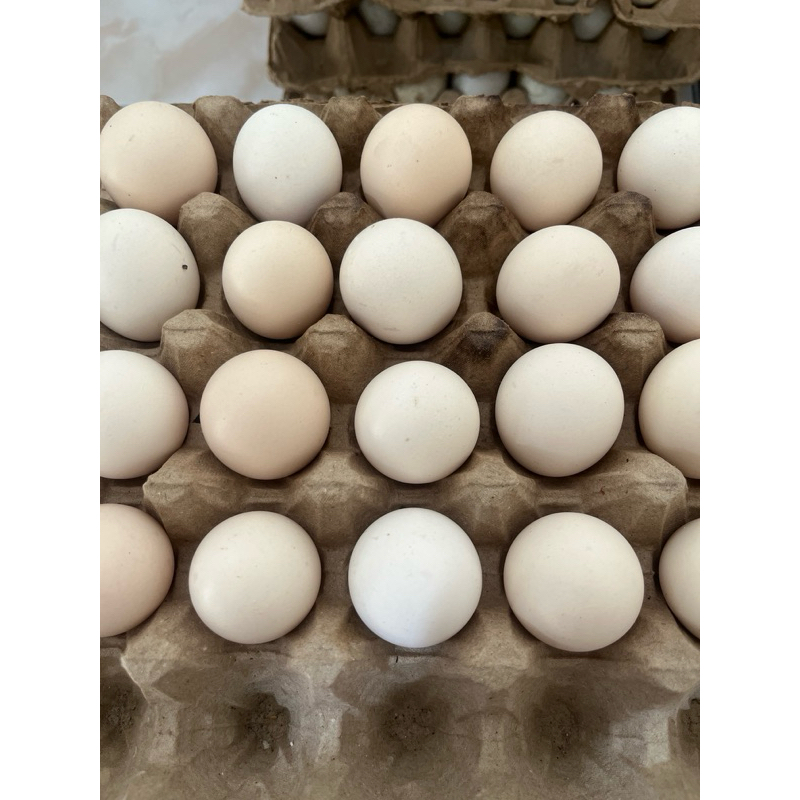 

Telur Ayam Kampung 1 papan