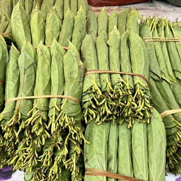 

Daun Sirih Medan Sirih Tiga Binanga Sirih Tanah Karo 1 Kepit/Baris