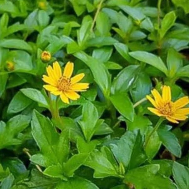 

Daun seruni segar atau tusuk konde paket 1 kg