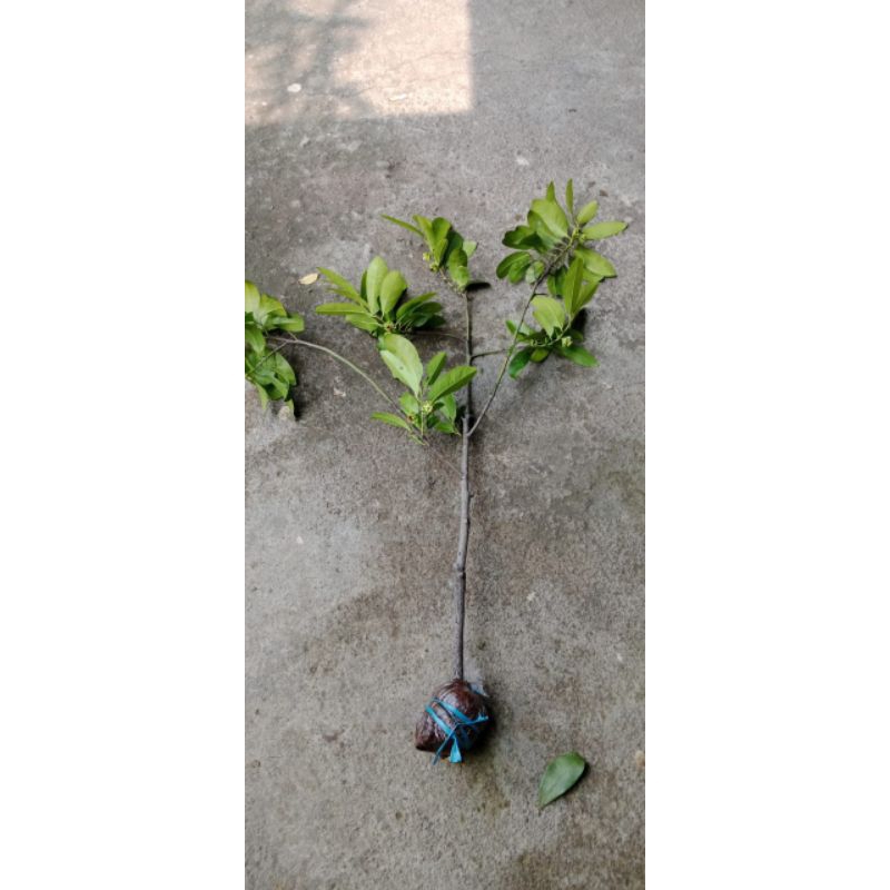 cangkok black sapote jumbo tanpa biji