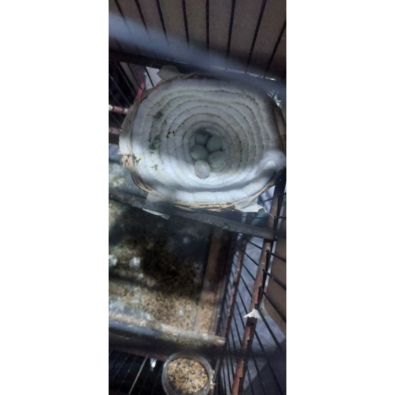 SARANG burung kenari / sarang kenari / sarang sumbu kompor / burung kenari