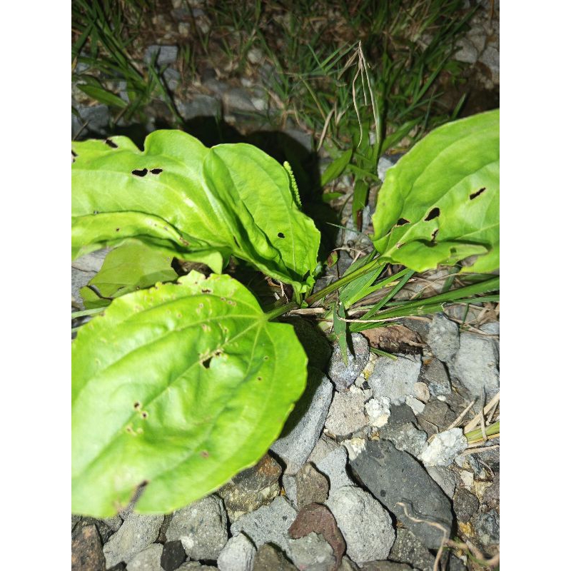 

Daun sedok ki urat segar 250gram