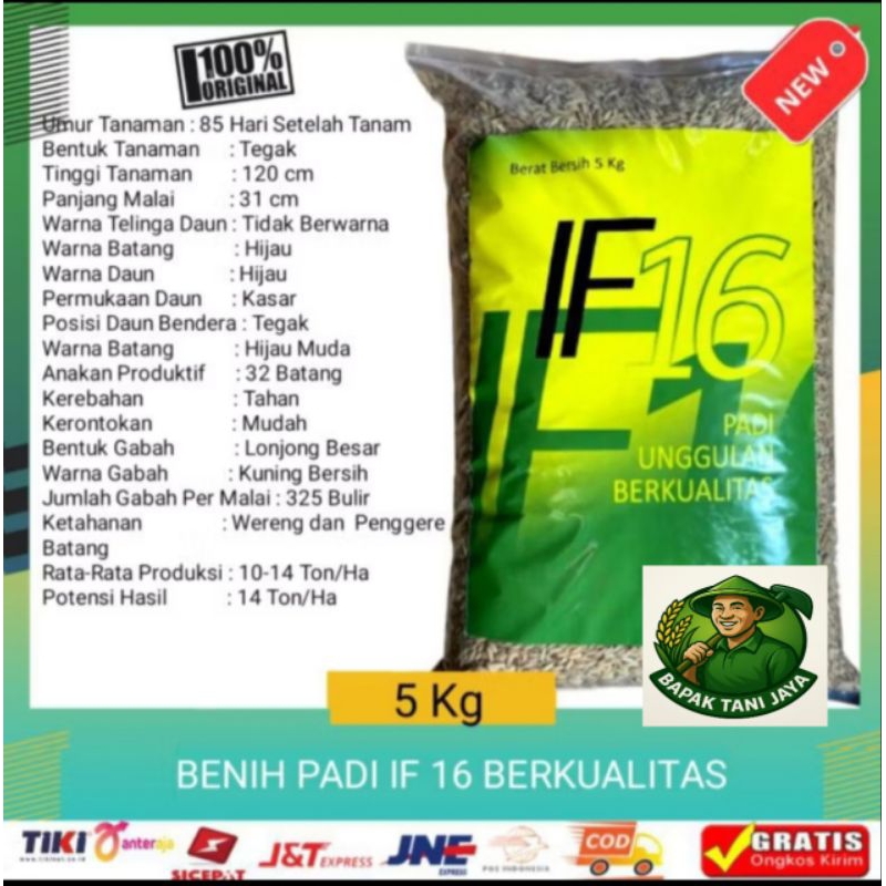 benih padi varietas IF 16 kualitas unggul 5KG