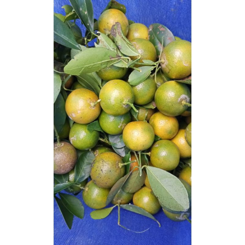 

1kg jeruk peras fresh/jeruk songkit
