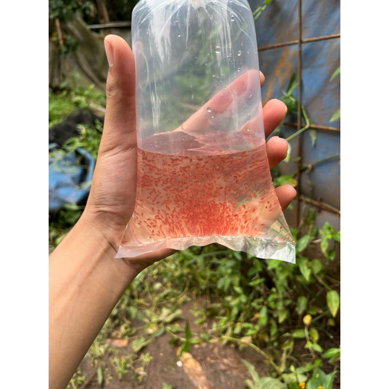 kutu air raksasa jenis daphnia magna