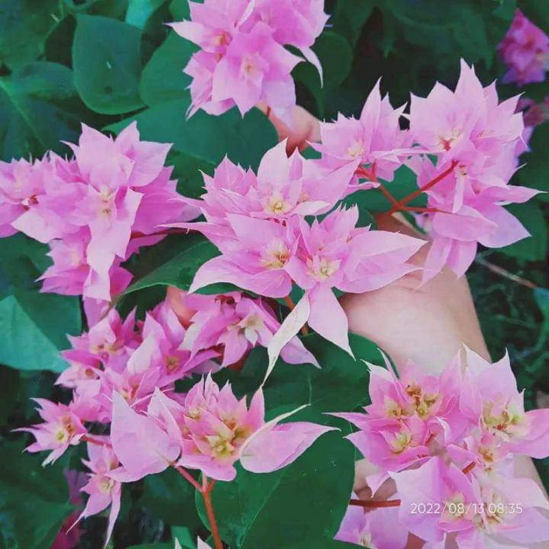 hawai pink bougenville