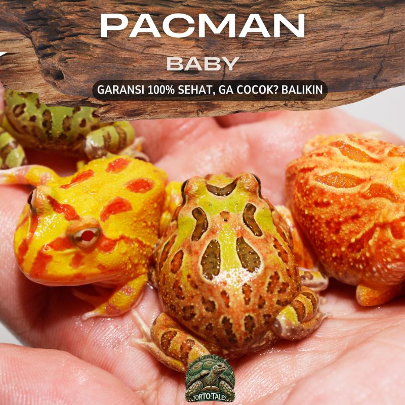 PACMAN FROG GRADE A GREEN CAMO BROWN STRAWBERRY ALBINO SEHAT RAKUS NO MINUS