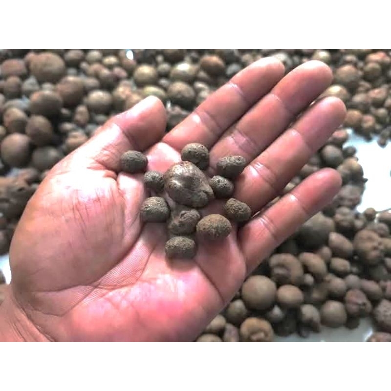 bibit  Porang katak mini tunas isi 100-250-500 biji siap tanam