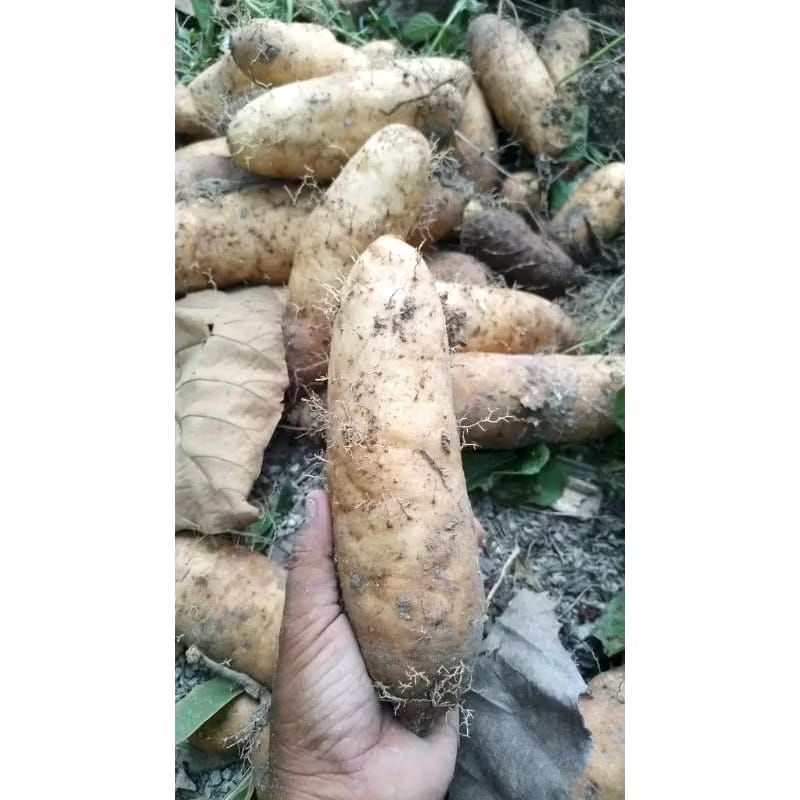 

ubi gembili pulen | ubi gembili mentah super 1 kg