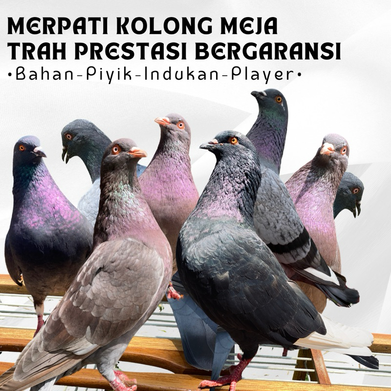 MERPATI KOLONG MEJA PMTI PIYIK BAHAN TRAH JANTAN PRESTASI DAN BETINA TRAH KENWOOD