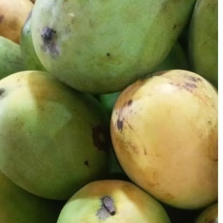 

MANGGA HARUM MANIS MATANG POHON