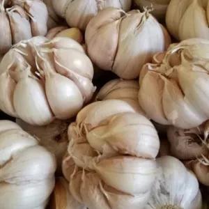 

Bawang putih bulet 1 kg