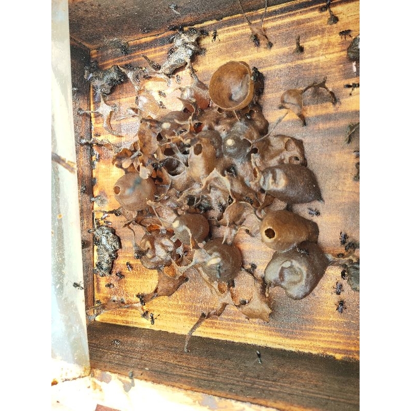 Log/ Stup Heterotrigona Itama