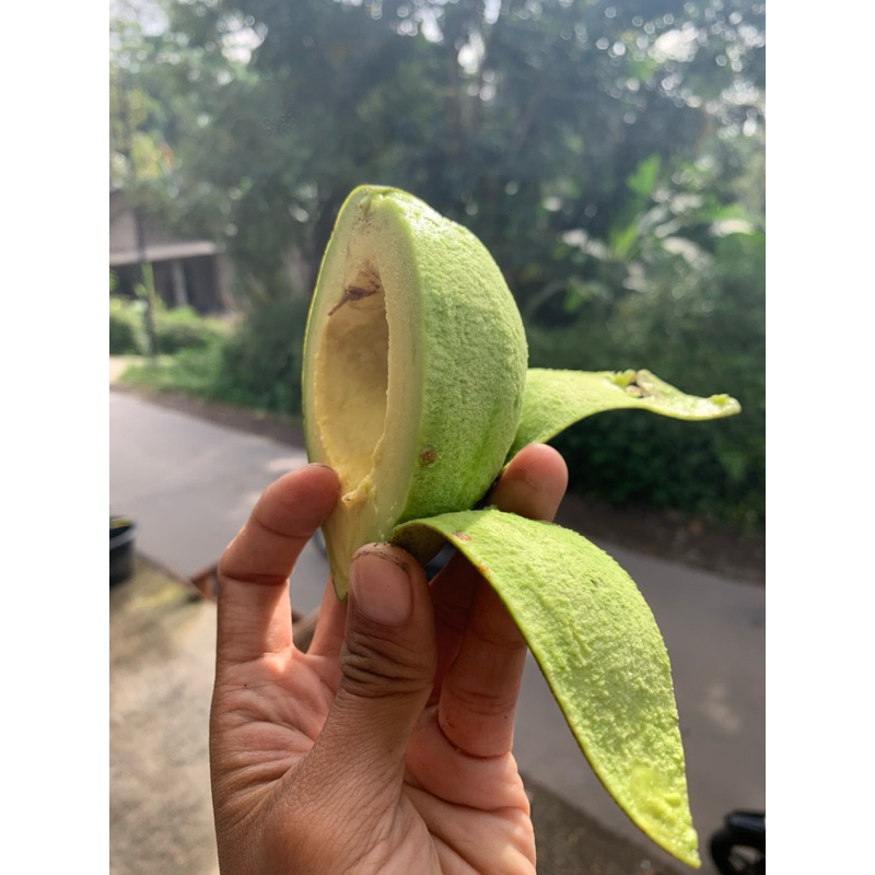 

Alpukat Mini Boyolali isi 6 7 8 (BERGARANSI). buah segar