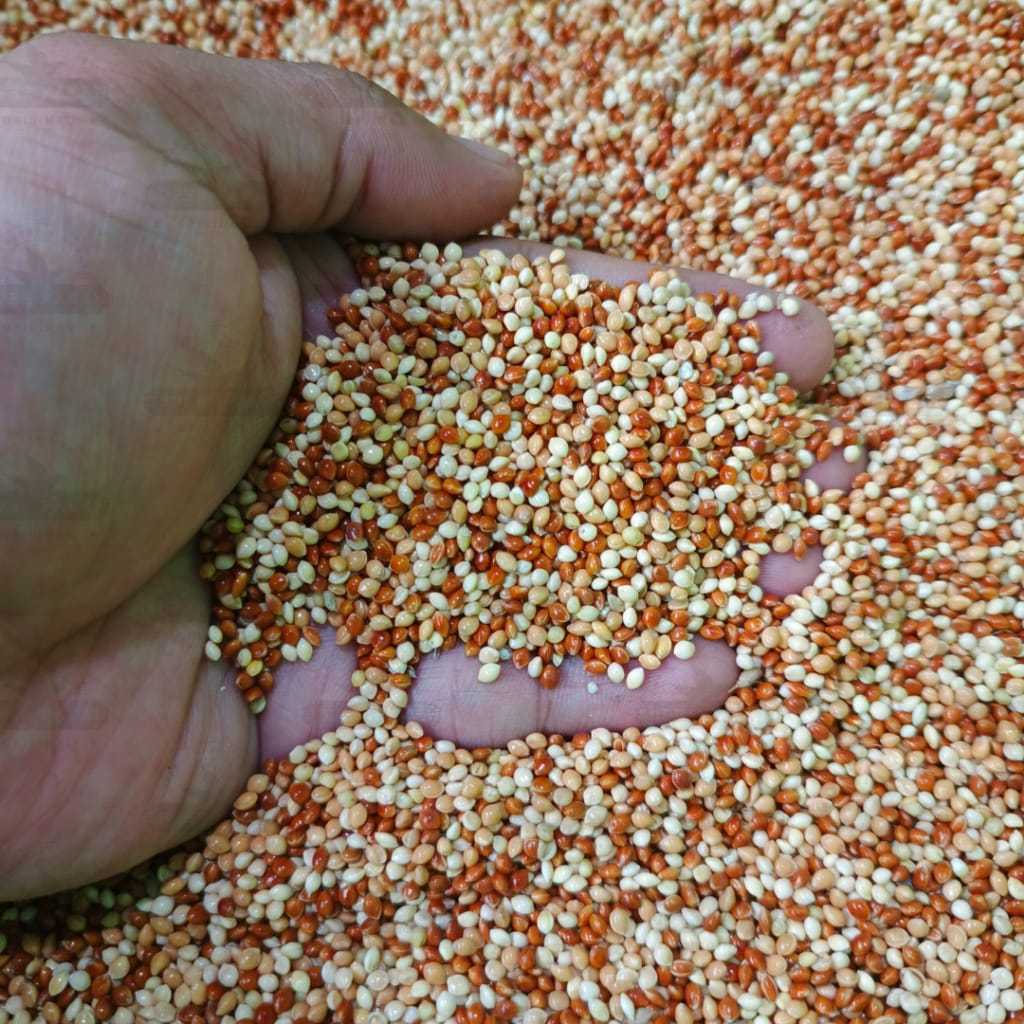 milet campur milet mix merah milet putih dan kuning