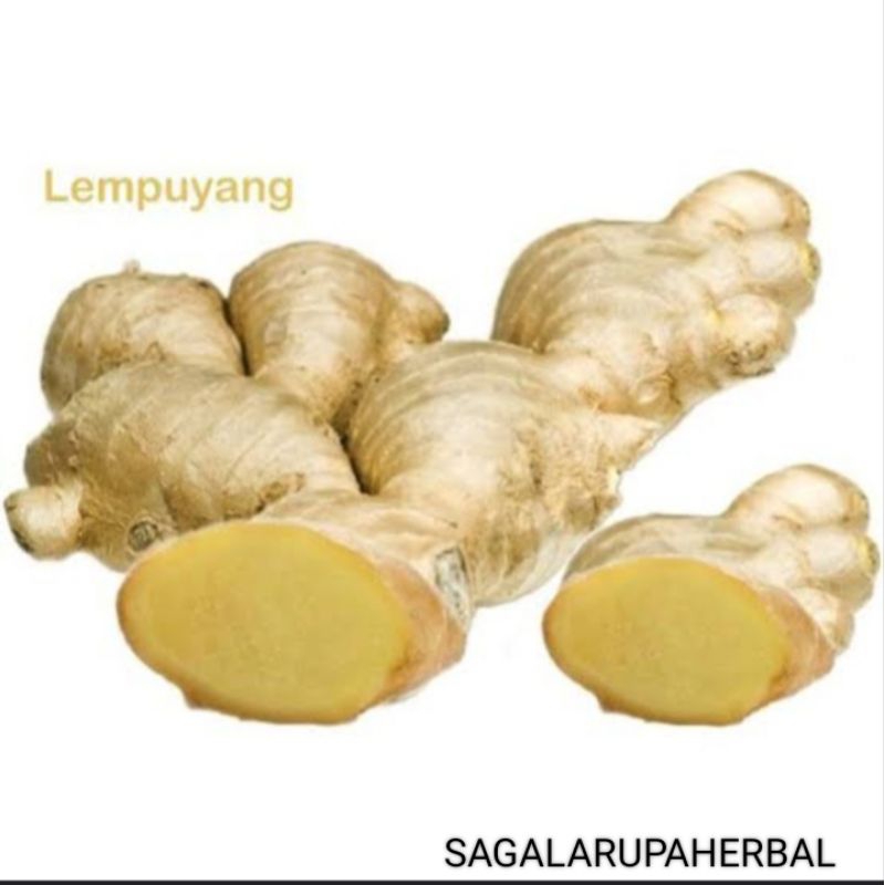 

Promo Lempuyang Lampuyang segar herbal 500gr COD (SRH)