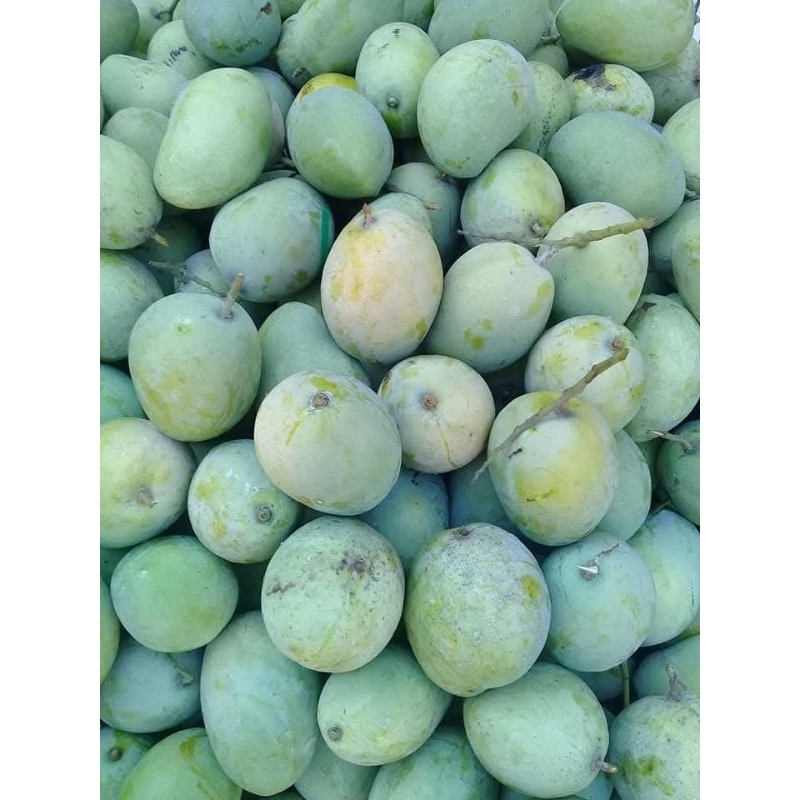 Mangga Indramayu Mangga Kondisi Mengkal/Mentah - Mangga Gedong Gincu, Harum Manis, Cengkir, Kiojay