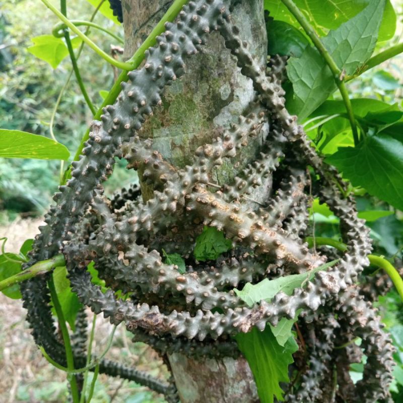 BROTOWALI | BATRAWALI SEGAR SAPIH ASI