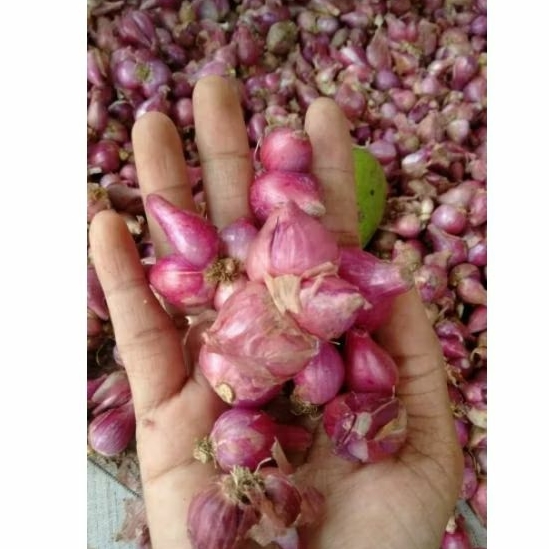 

Bawang Merah 1kg murah