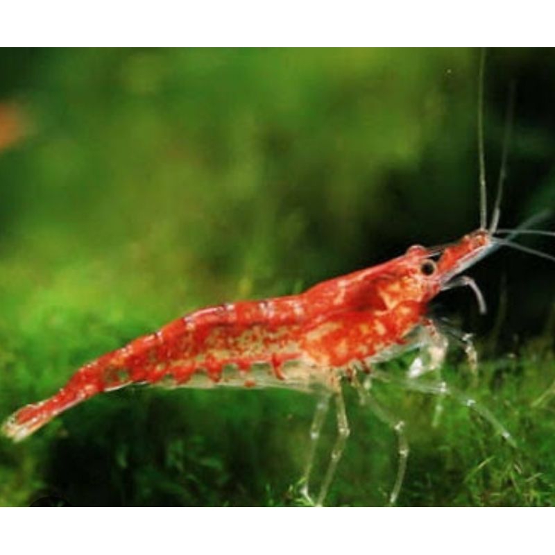 Udang Hias Red Cherry Udang RCS