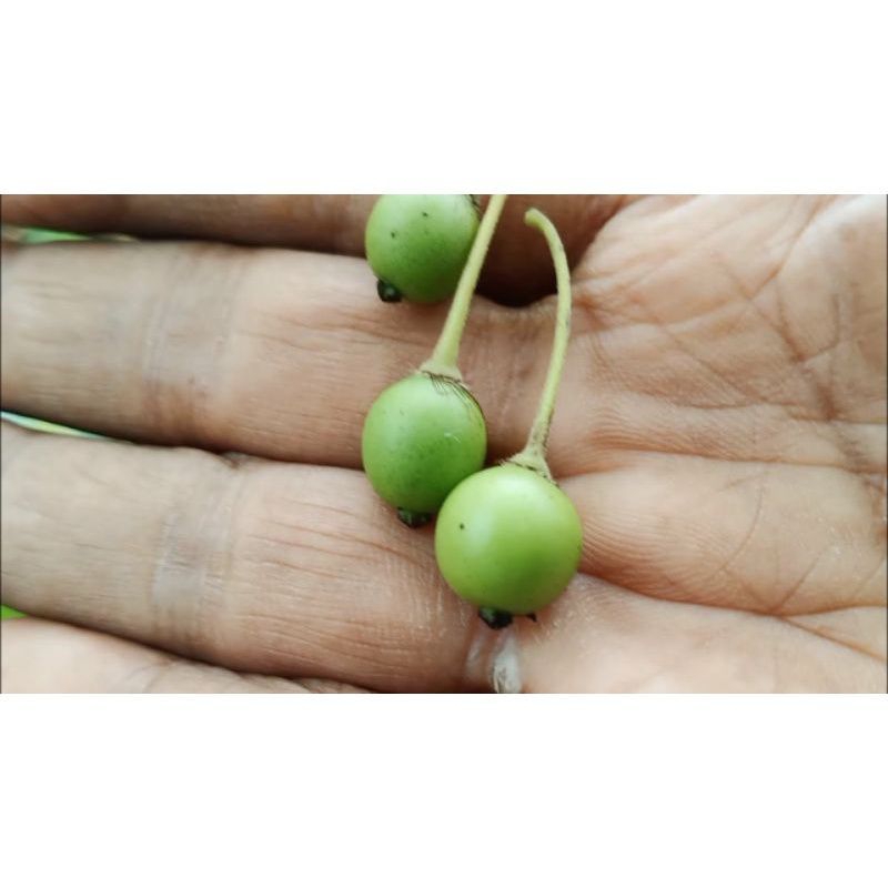 

Buah Kersen Muda isi 50Butir