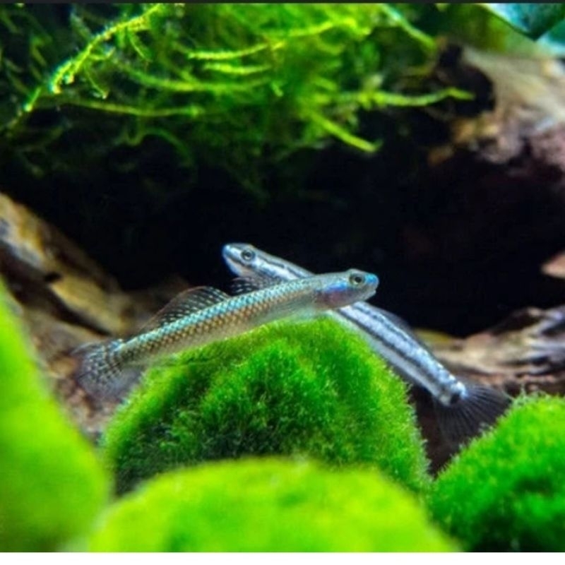 hiasan aquarium blue neon goby