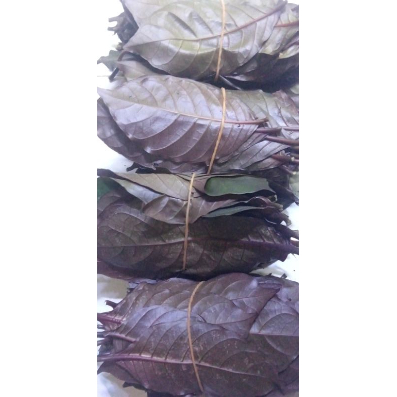 

DAUN HANDEULEUM SEGAR ISI 30 LEMBAR OBAT WASIR