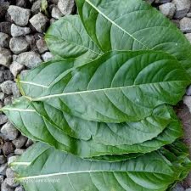 

50 lmbr daun singugu freshh segar dadakan