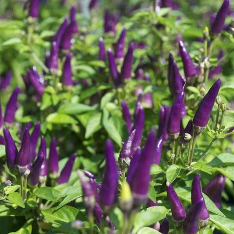 Tanaman Cabai Rawit Ungu / Cabai Ungu / Purple Pepper Plants (Bisa Dimakan) Capsicum Annuum