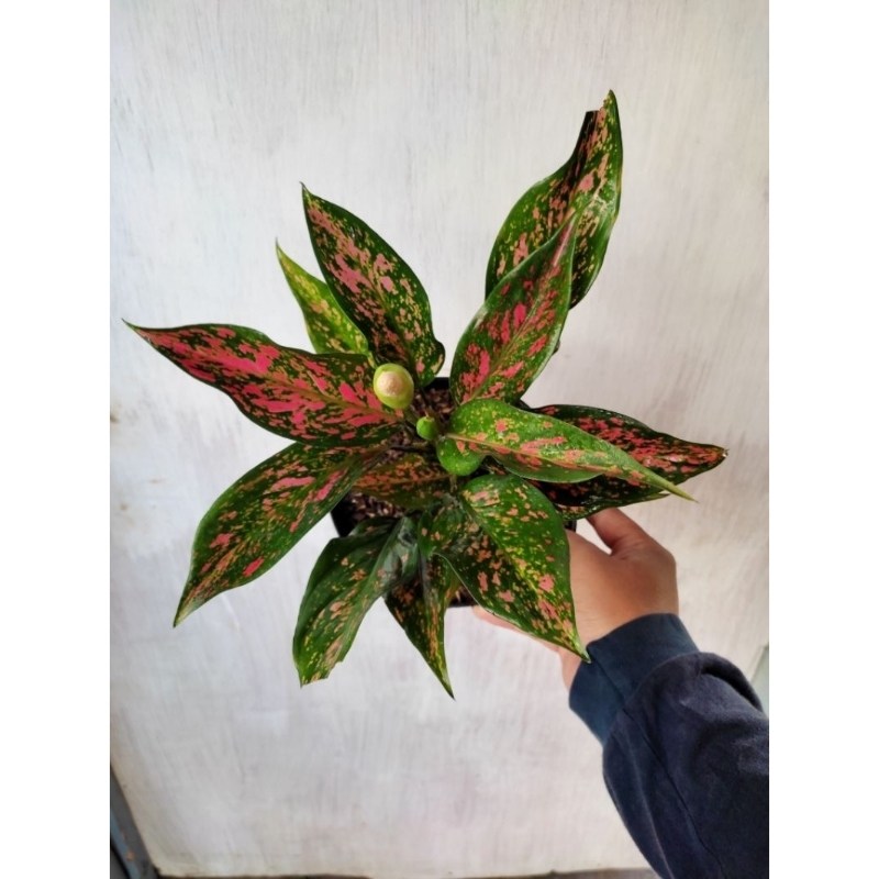 TANAMAN AGLONEMA RUBY GARUDA BATIK