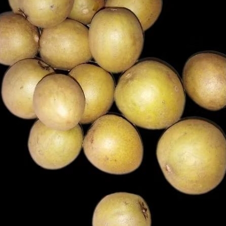 

Sawo madu mengkal tua khas pangandaran manis segar organik 1kg