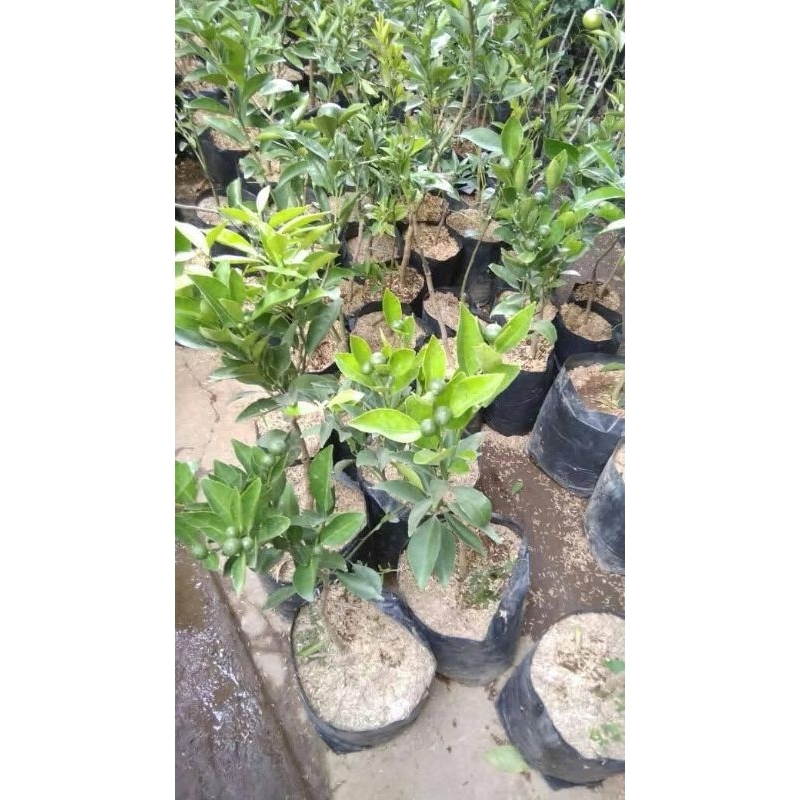 bibit buah jeruk Limau